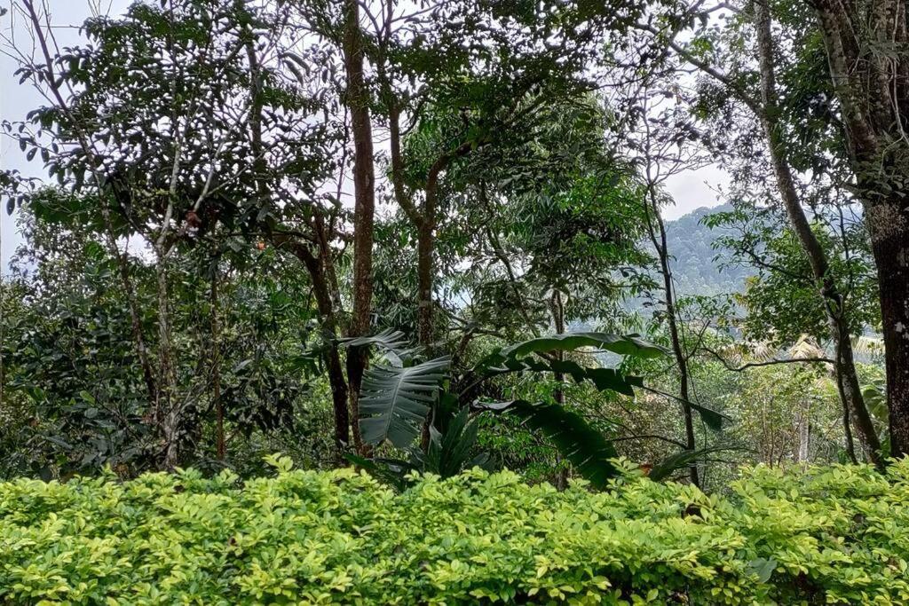 Coffee Camp Home Stay With Tree House Kattappana Екстериор снимка