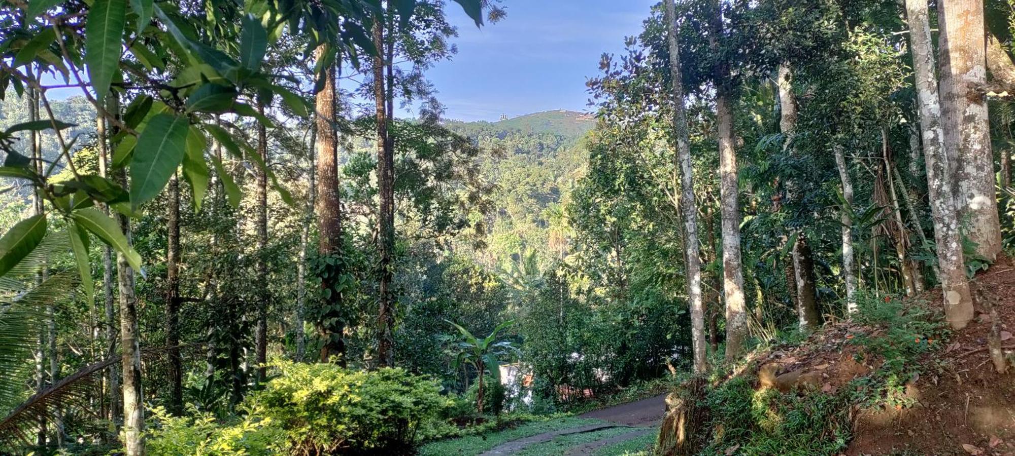 Coffee Camp Home Stay With Tree House Kattappana Екстериор снимка